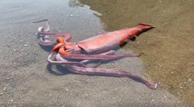 2 水族館人員表示，若沒缺少觸手的話，大王魷魚很有可能超過４公尺長。（圖／小濱市觀光協會推特）.jpg.jpg