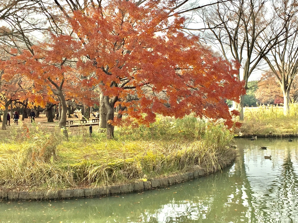 東京紅葉