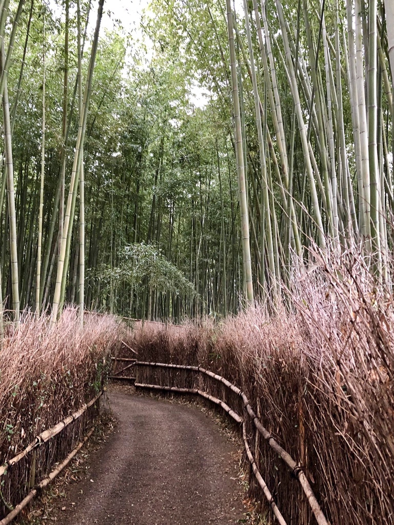 京都竹林