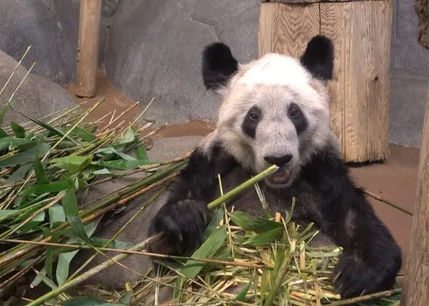 丫丫吃竹葉時神情呆滯。.jpg