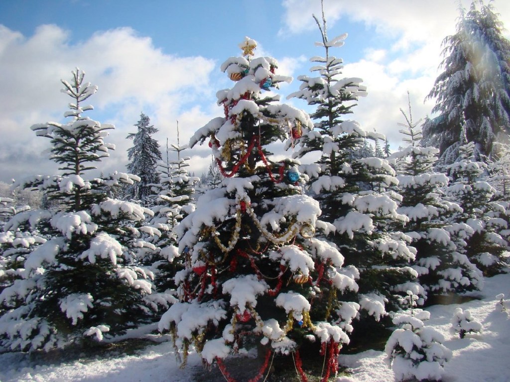 Hemstrom-Valley-Tree-Farm-Snohomish-County-Christmas-tree-farms.jpg