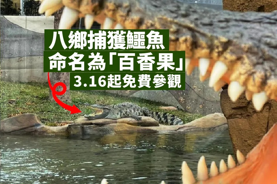 八鄉捕獲鱷魚命名為「百香果」周六起於海洋公園供免費參觀.jpg