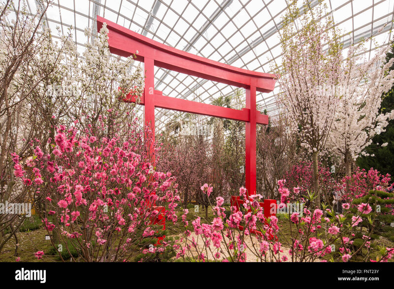 decoration-of-cherry-blossom-event-at-gardens-by-the-bay-singapore-FNT23Y.jpg