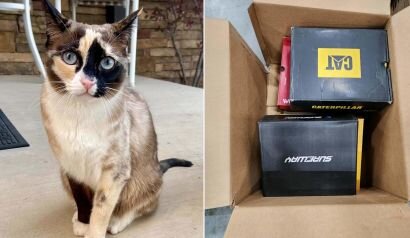 貓貓誤入退貨包裹 遭寄回數百英里「亞馬遜倉庫」 六天沒吃沒喝幸脫困.jpg