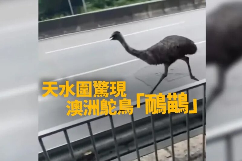 澳洲鴕鳥「鴯鶓」天水圍出沒 漁護署協助處理.jpg