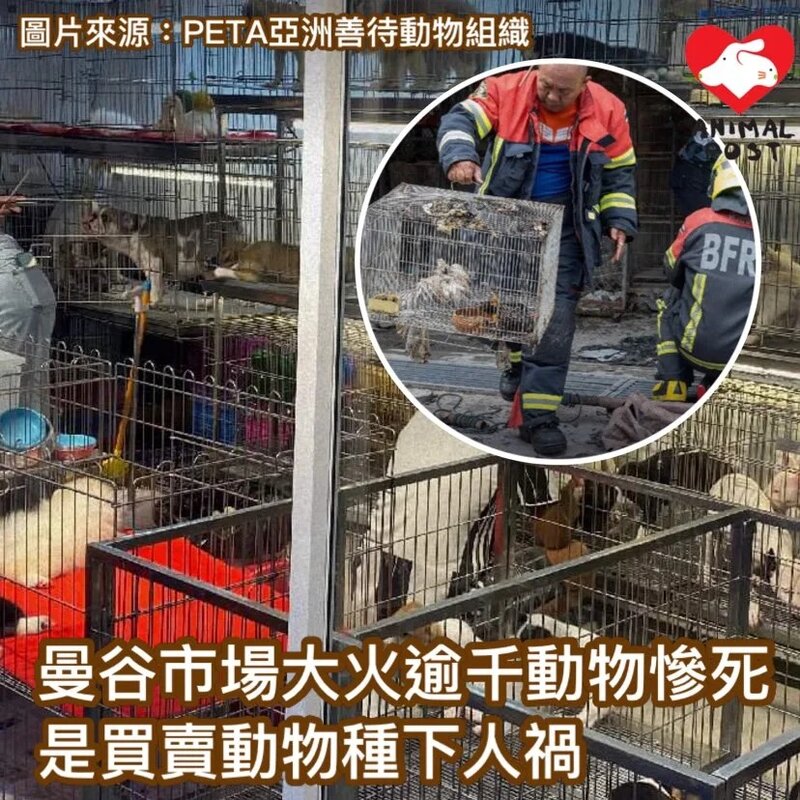 泰國曼谷Chatuchak周末市場大火釀逾千動物慘死 動保人士指是買賣動物引起人禍.jpg