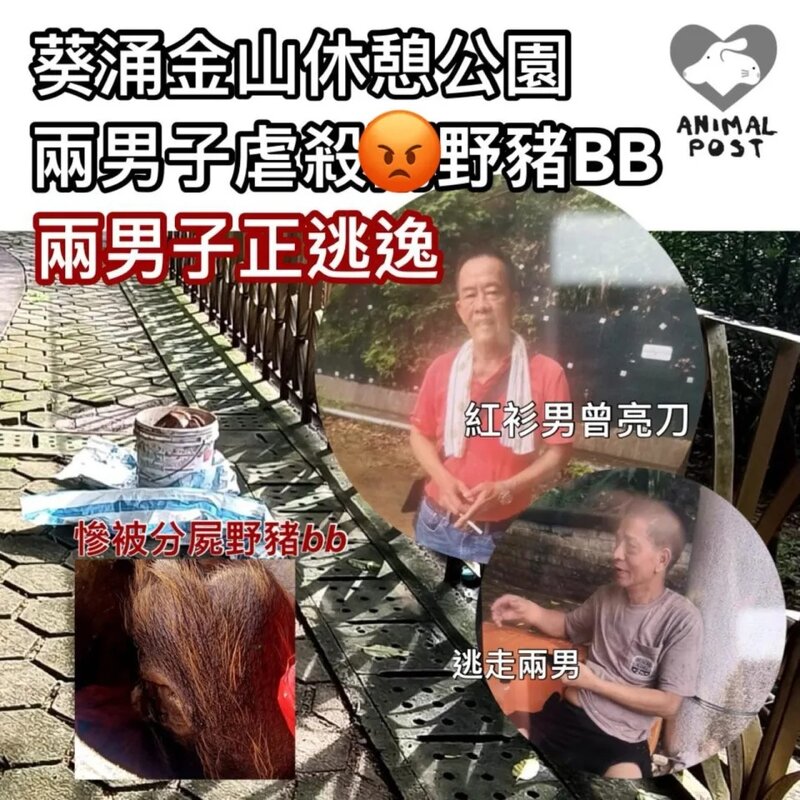 葵涌金山休憩公園兩行男虐殺野豬BB 兩男子正逃逸.jpg