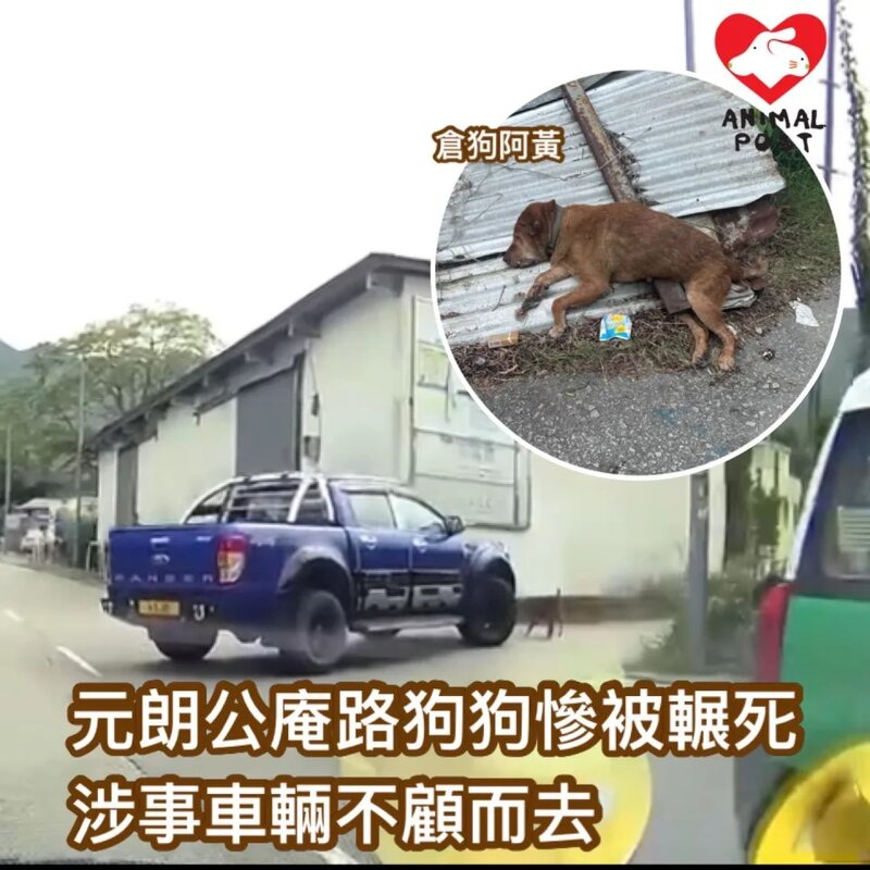 元朗公庵路有倉狗慘被車輾死 涉事車輛不顧而去.jpg