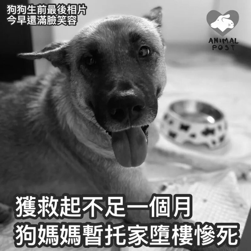 獲救不足一個月 狗媽媽暫托家墮樓慘死.jpg