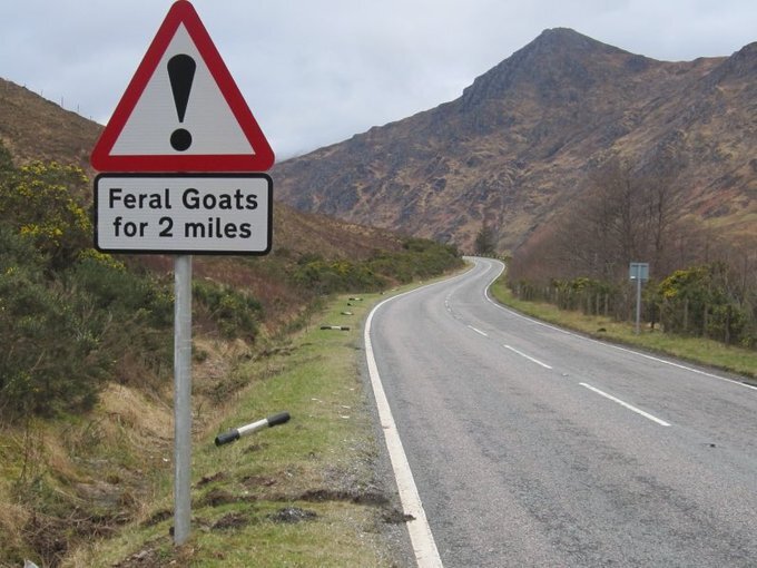 Feral Goats.jpg