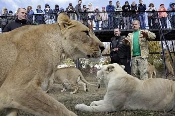 3 園內飼養大約60隻獅子，園內約有0.6英里長的高架行人步道，讓遊客觀察獅子。(X).jpg