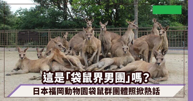 這是「袋鼠界男團」嗎？日本福岡動物園袋鼠群團體照掀熱話，網民：C位袋鼠還有事業線呢.jpg