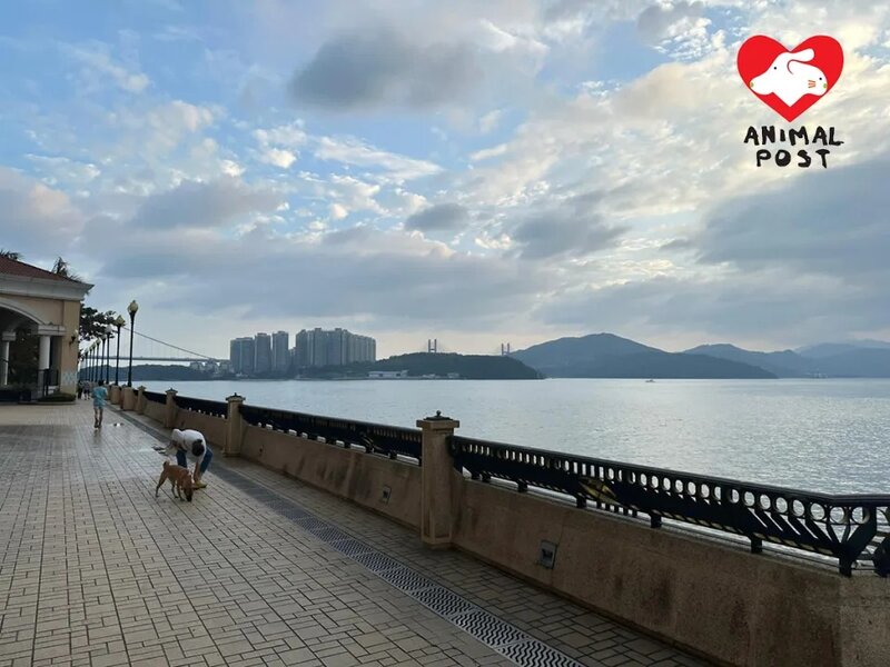 2 碧堤半島樓契寫明可養狗，但最近業委會及管理處卻加新措施，包括禁狗狗於公共平台進.jpg