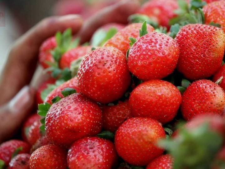 Strawberries_for_sale_at_Mahabaleshwar.jpg