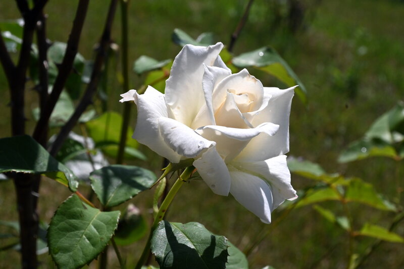 DSC_4753.JPG
