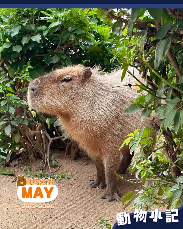 2 水豚「阿 May」（海洋公園圖片）.jpg