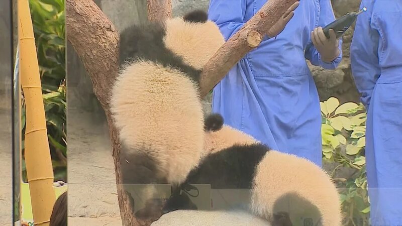 海洋公園推大熊貓龍鳳胎收費團 遊客指物超所值冀增加舉辦日子.jpg