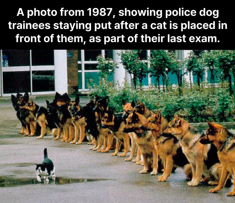 K9 Graduation Exam - Copy.jpg