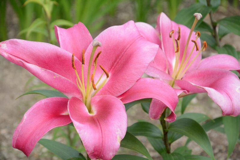 百合花3.jpg