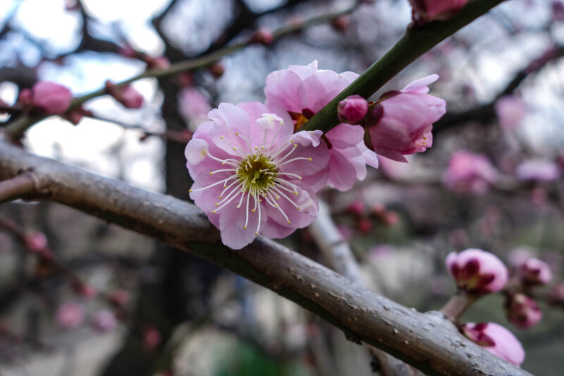 20160301-DSC08822.jpg