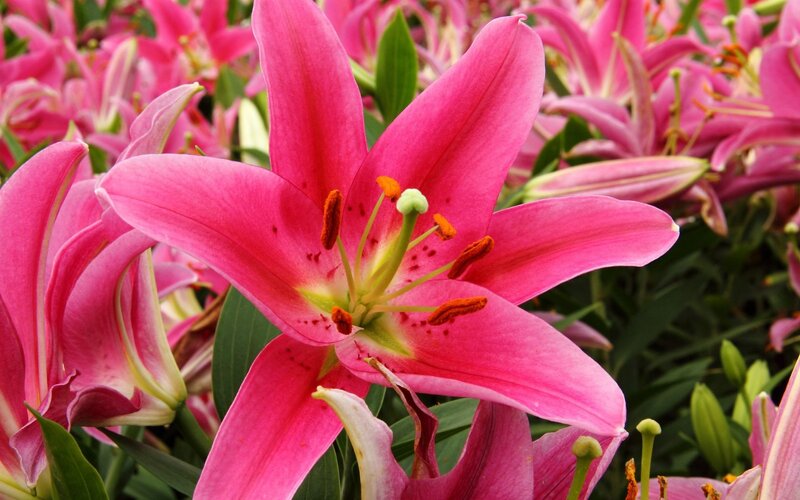 百合花4.jpg