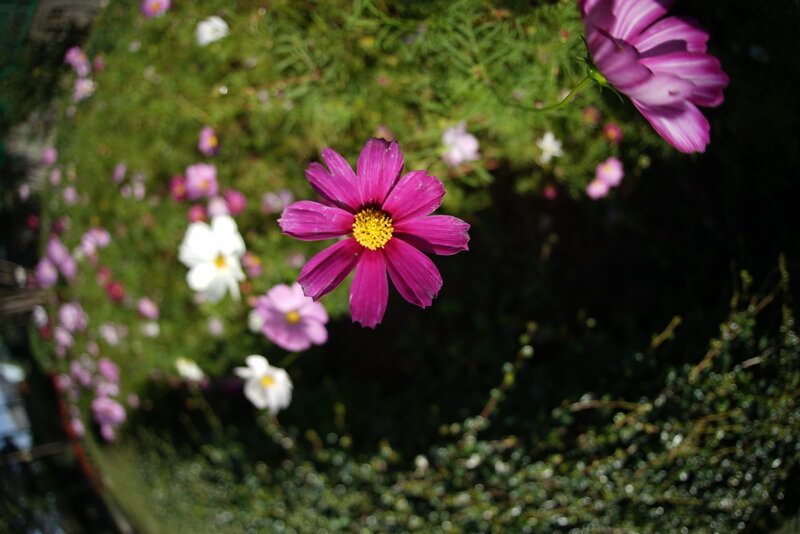 DSC03898.JPG