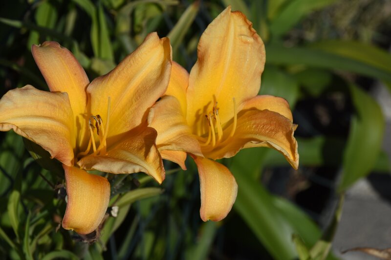 百合花5.jpg