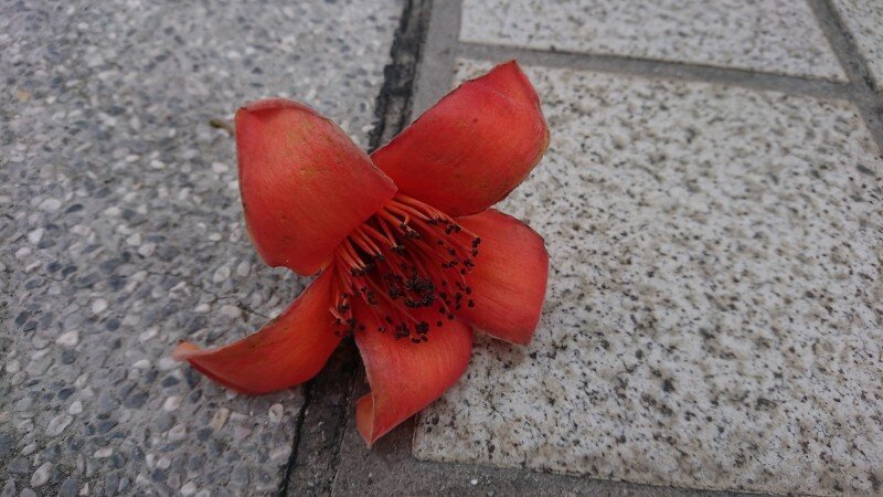 木棉花1.jpg