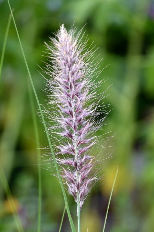 DSC_4431a.jpg