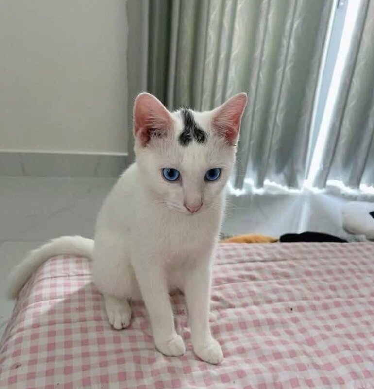 Sex Cat - Copy.jpg