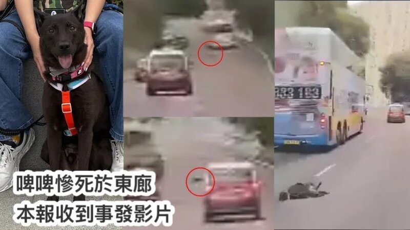 狗狗啤啤走失於東廊被車撞死.jpg