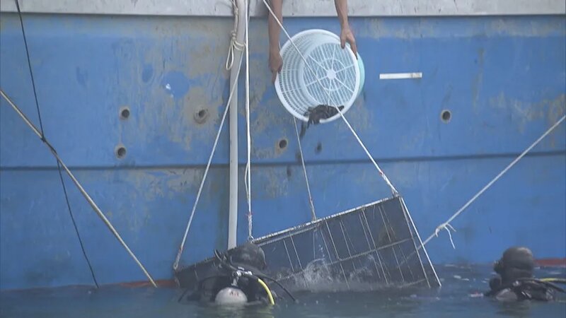 機管局到機場三跑海域投放6萬條幼魚 增加水域生態多樣性.jpg