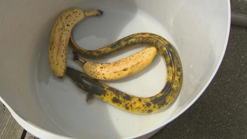 10萬條才出現一條，釣友釣到「香蕉」鰻魚還長梅花點。(X).jpg