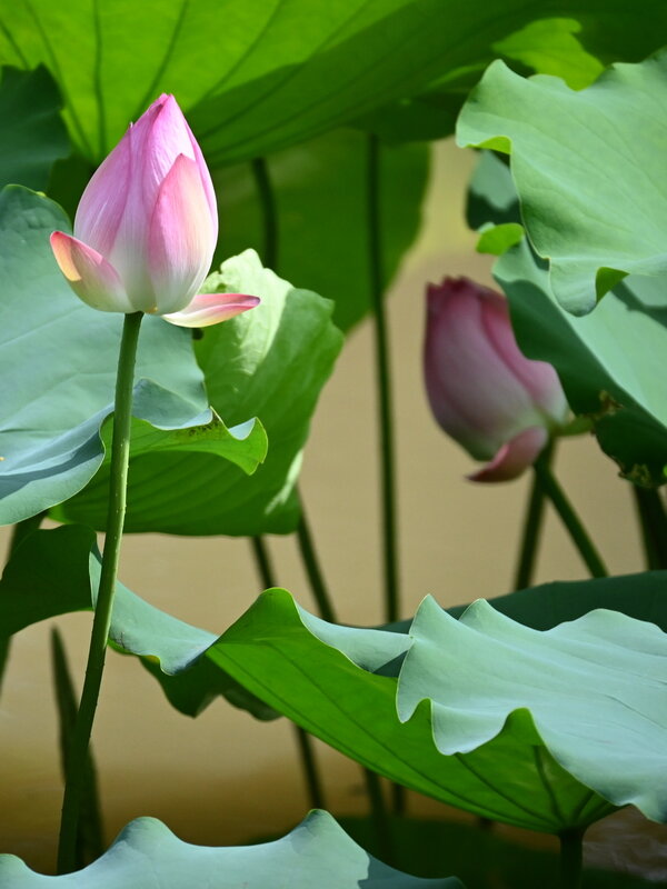 DSC_5430.jpg