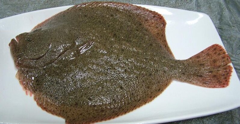 多寶魚.jpg