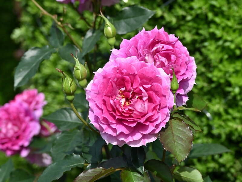 DSC_4425.jpg