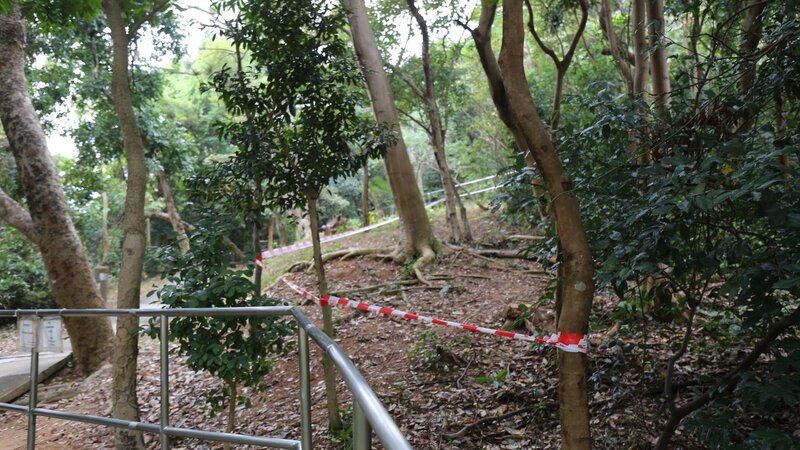樹枝1.jpg