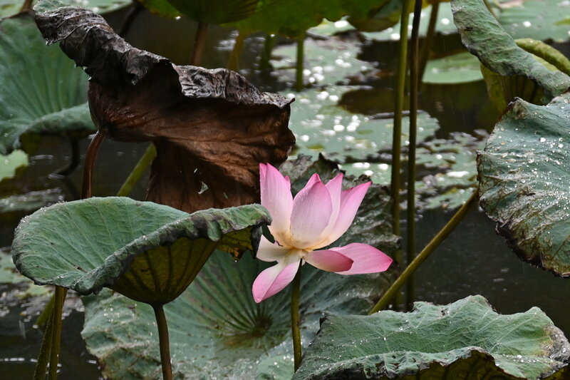 DSC_2849.jpg