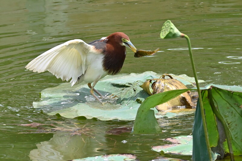 DSC_4683.jpg